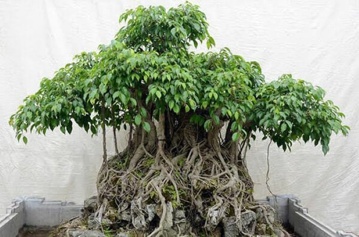 Bạn là người thích sự gắn bó lâu dài