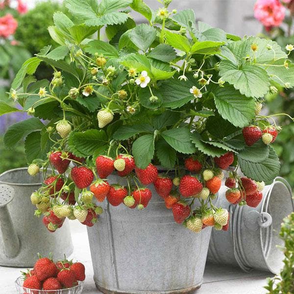 Dâu tây là một loại cây ăn trái nhỏ nên không chiếm quá nhiều diện tích và phù hợp trồng ngoài ban công. 