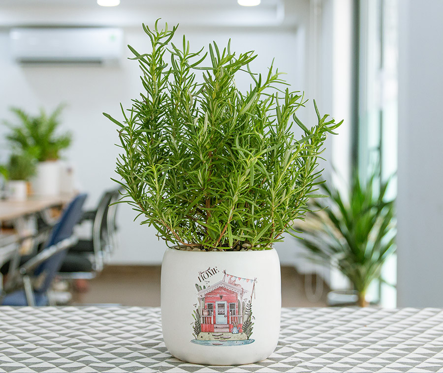 Bạn có thể đặt các chậu hương thảo ở bàn làm việc, bậu cửa sổ hay phòng bếp... đều phù hợp.    