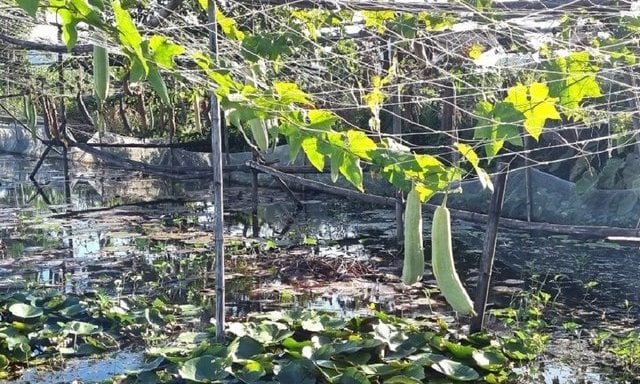 Mỗi năm bán ra thị trường cả triệu con ốc giống và nhiều tấn ốc thương phẩm, anh Duy thu lãi hàng trăm triệu đồng. 