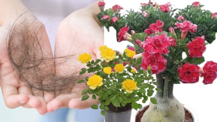 Tóc rụng bón chậu hoa cây cảnh 