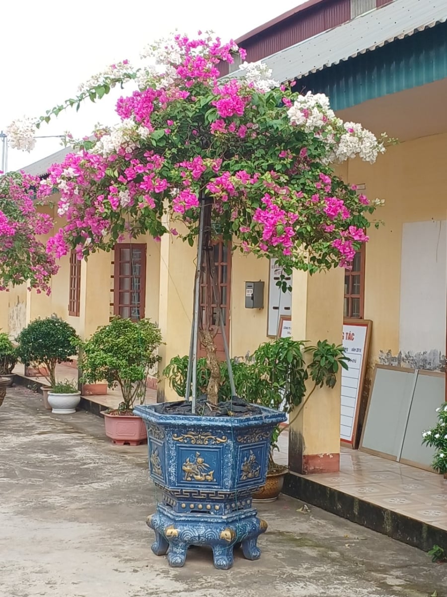 Bạn có thể trang trí thêm một vài chậu hoa nhỏ đặt song song với bức tường để làm hài hòa không gian và tăng tính thẩm mỹ.    