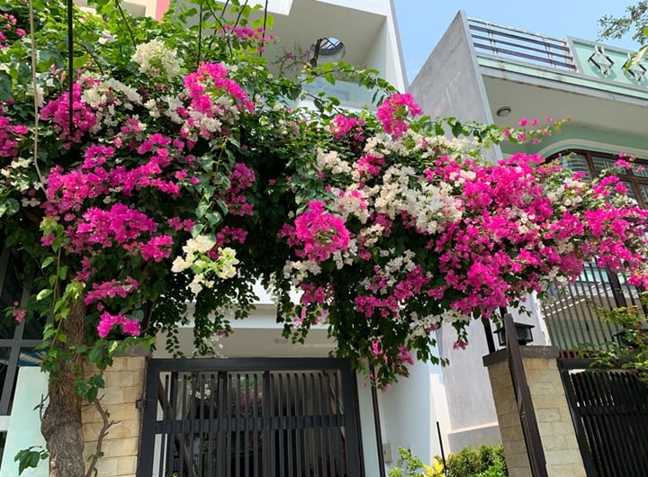 Trồng hoa giấy trước cửa nhà