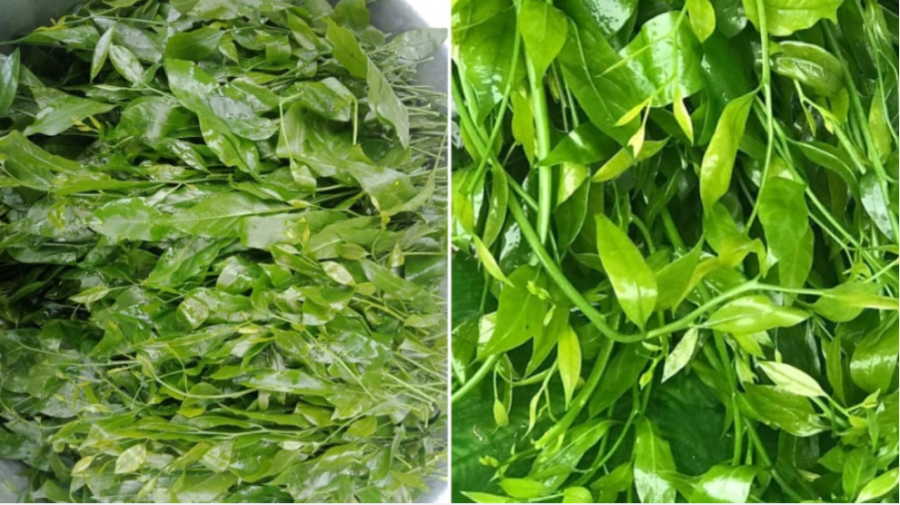 Cây rau sắng hay còn gọi là cây mì chính, cây rau ngót rừng, rau ngót quế...