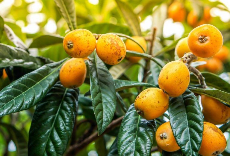 Trái sơn trà không chỉ ngon, đẹp mà còn có tác dụng chữa bệnh.