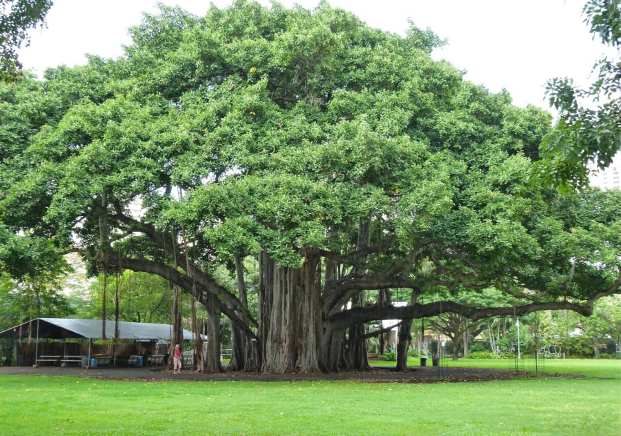 Trong dân gian gốc đa được cho là nơi cư trú của mà quỷ.
