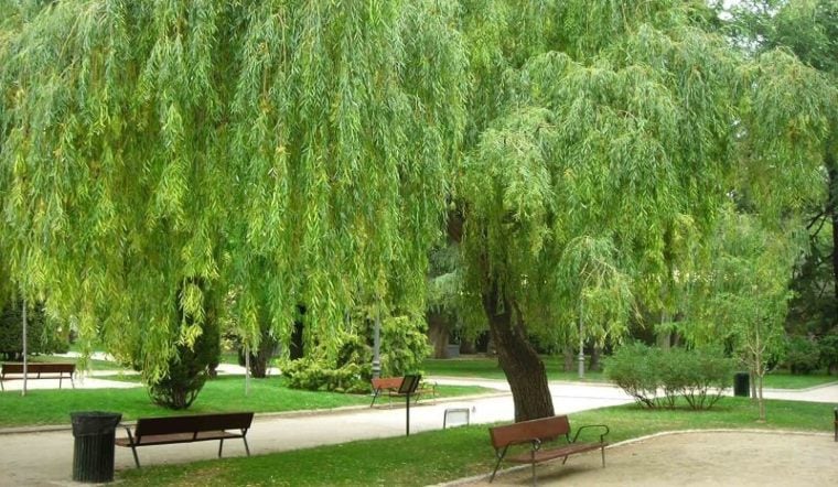Cây liễu nằm đầu trong danh sách những cây kiêng kỵ trồng trước nhà