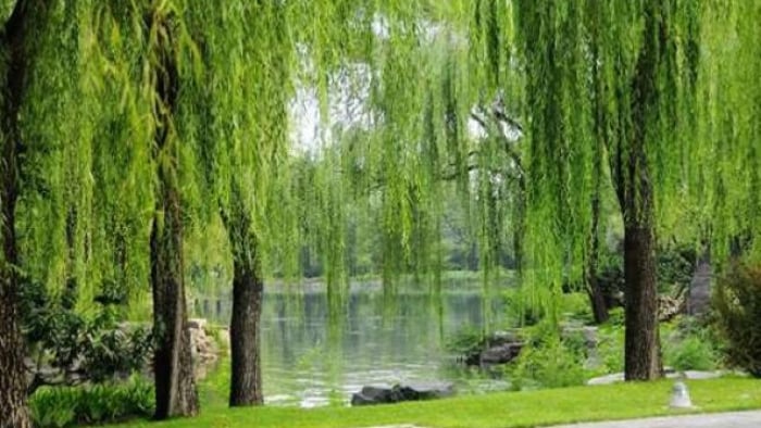 Cây liễu sẽ mang đến điềm gở