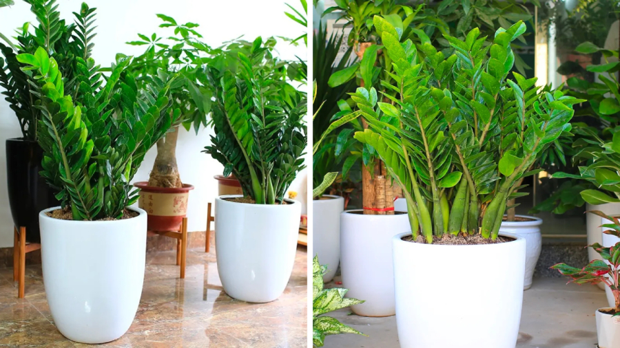 Cây kim tiền là loại cây cảnh dễ trồng, có ý nghĩa tốt trong phong thủy.
