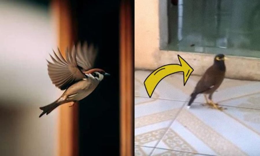 Ở các nước phương Đông và đặc biệt là ở Trung Quốc và Việt Nam thì chim khách có ý nghĩa là một loài chim cát tường, chúng thường mang 2 ý nghĩa đặc biệt ở hai phương diện đó là báo hỉ và kết nối nhân duyên.    