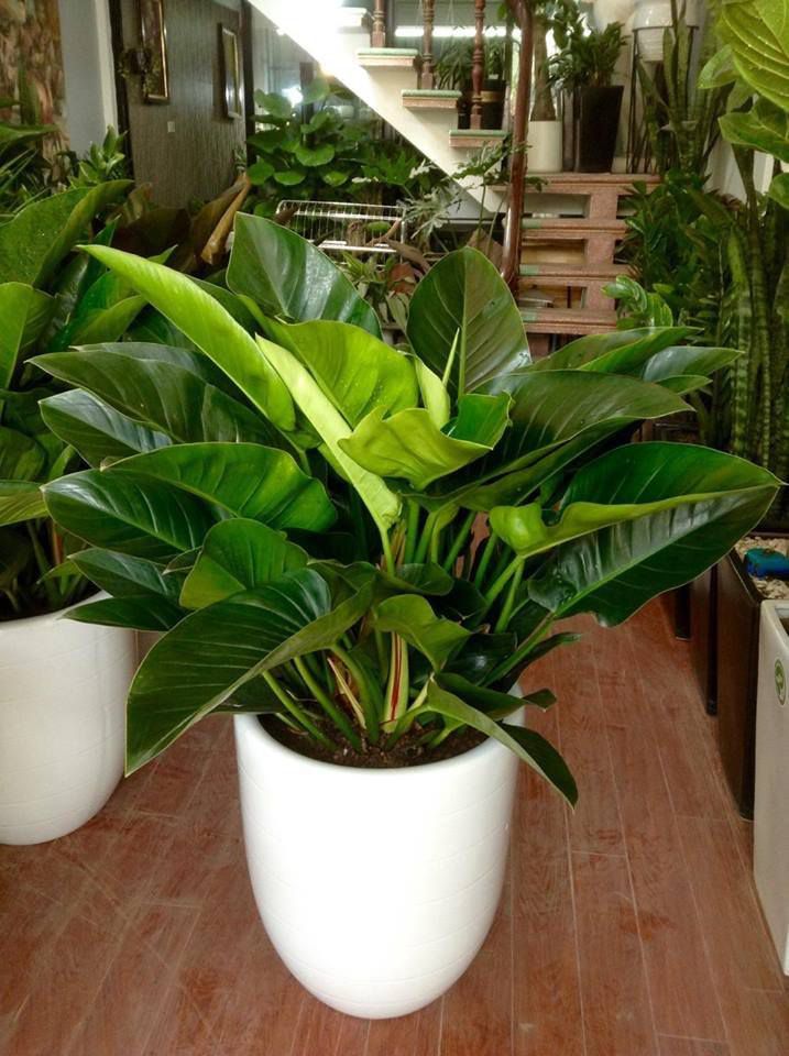 Đại hoàng đế có lá màu xanh tím, hơi thuôn nhọn về phía hai đầu lá và phần mép gợn sóng. 