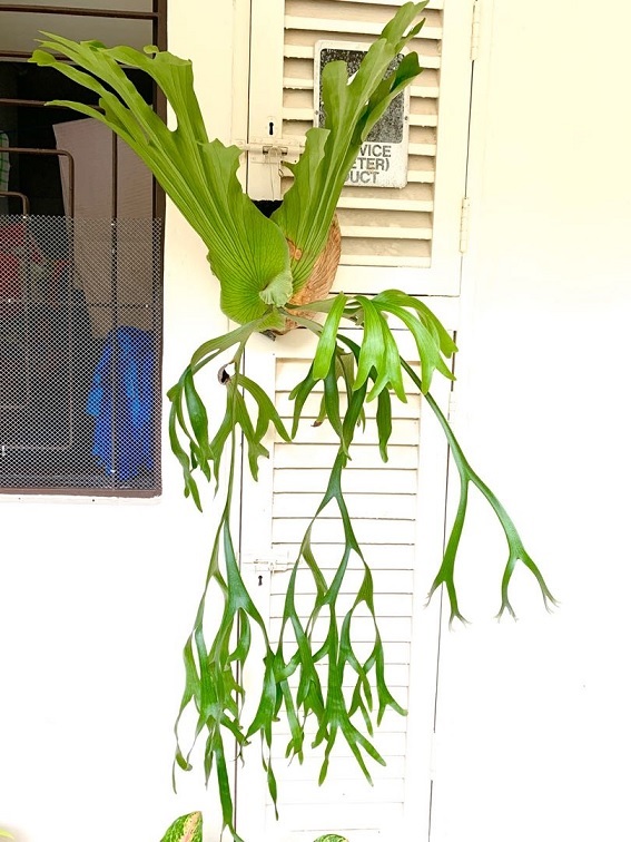 Dương xỉ ổ rồng là cây cảnh sống phụ sinh vào những cành lớn của các loại thực vật khác. 
