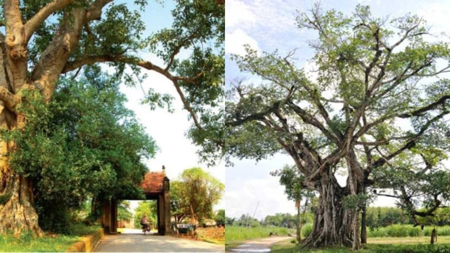 Cây đầu làng có linh khí 