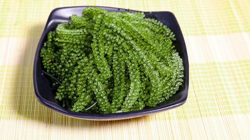 Rong nho từ lâu đã được người Nhật dùng làm thực phẩm tươi sống hàng ngày