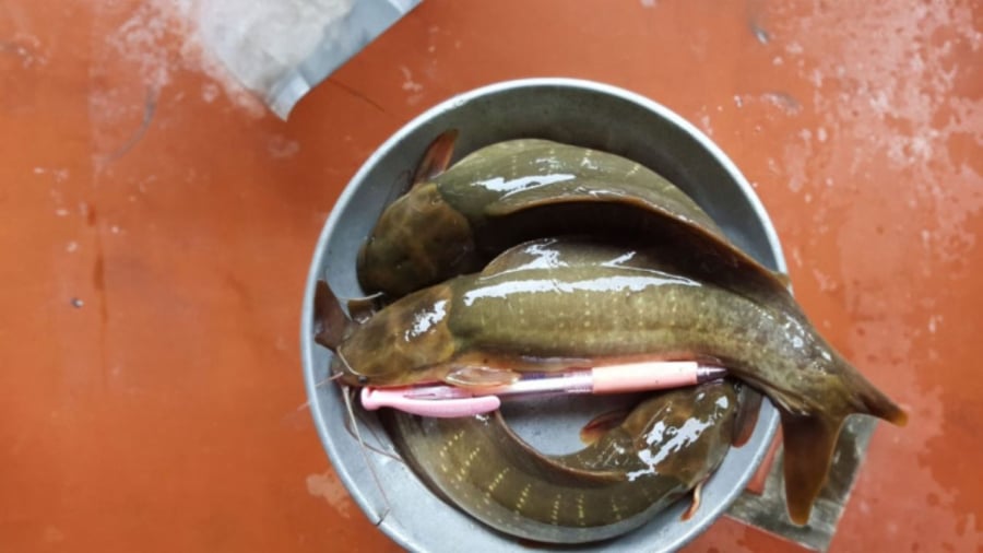 Cá trê vừa có nguy cơ ngậm thủy ngân vừa nhiễm ký sinh trùng