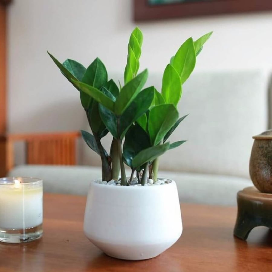 Khi trồng cây kim tiền trong chậu, bạn nên bón phân thường xuyên hơn.