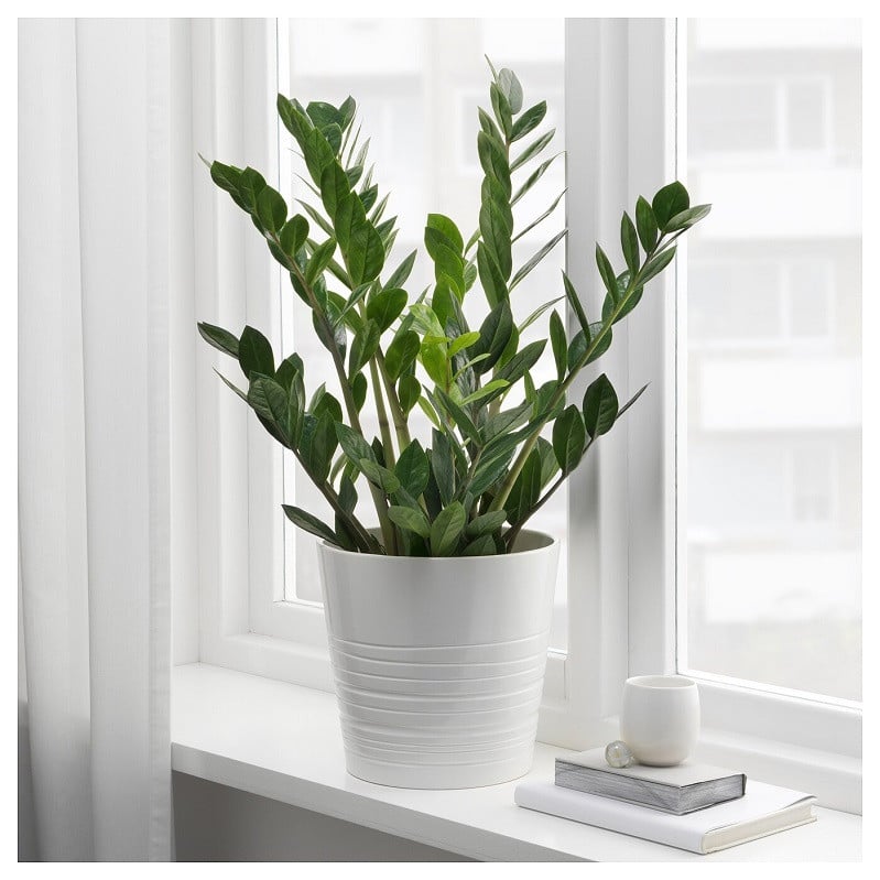 Bạn nên đặt chậu kim tiền ở những nơi khô ráo, thoáng khí.