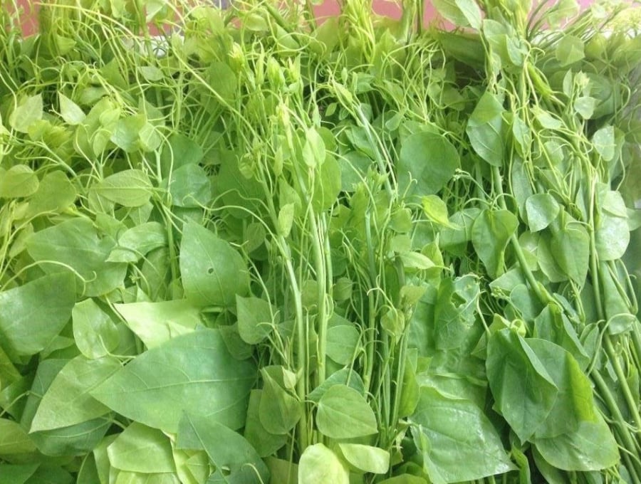 Rau bò khai chỉ cần được tưới nước đều đặn trong mùa khô và bón phân hữu cơ để cung cấp dưỡng chất cho đất