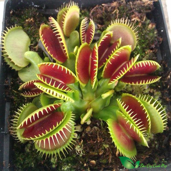 Mỗi loại có giá thành khác nhau, tùy thuộc vào kích thước, loại cây, thường dao động từ 150.000-400.000 đồng/chậu.