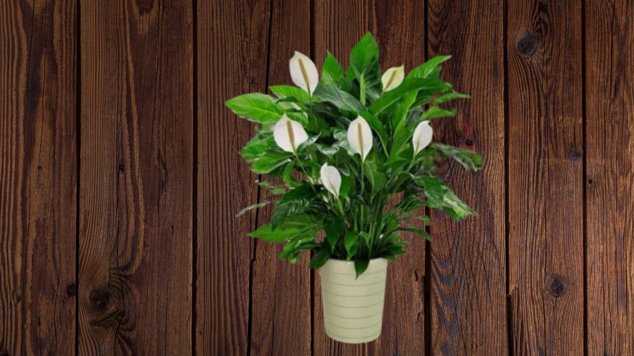 Cây lan ý đẹp nhưng cũng có độc tố