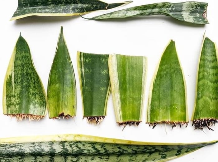 Chọn các lá khỏe mạnh