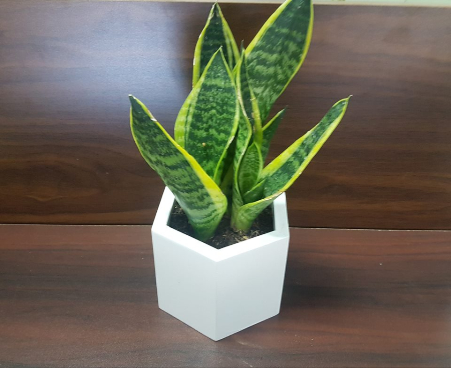 Lưỡi hổ rất được nhiều người lựa chọn để trang trí nhà cửa vì chúng rất đẹp và dễ chăm.