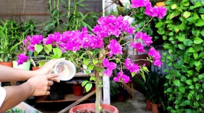 Chăm sóc cây hoa giấy