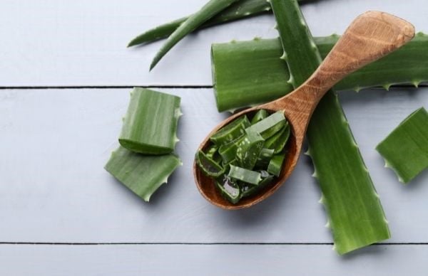 Gel lô hội có khả năng cung cấp độ ẩm cho da, nhấn mạnh là có khả năng cấp độ ẩm sâu để da mềm mịn và căng bóng.