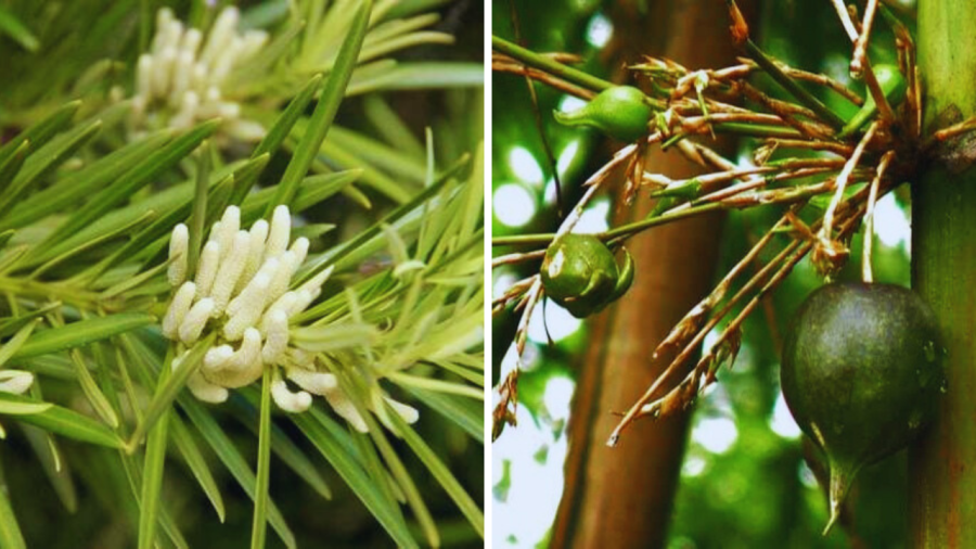 Tùng nở hoa nhà phát tài, trúc trổ bông tai ương tới