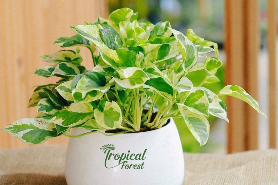 Cây trầu bà có khả năng hấp thụ các khí độc hại như khói thuốc, khí thải từ động cơ, bức xạ từ thiết bị điện tử và các khí benzen