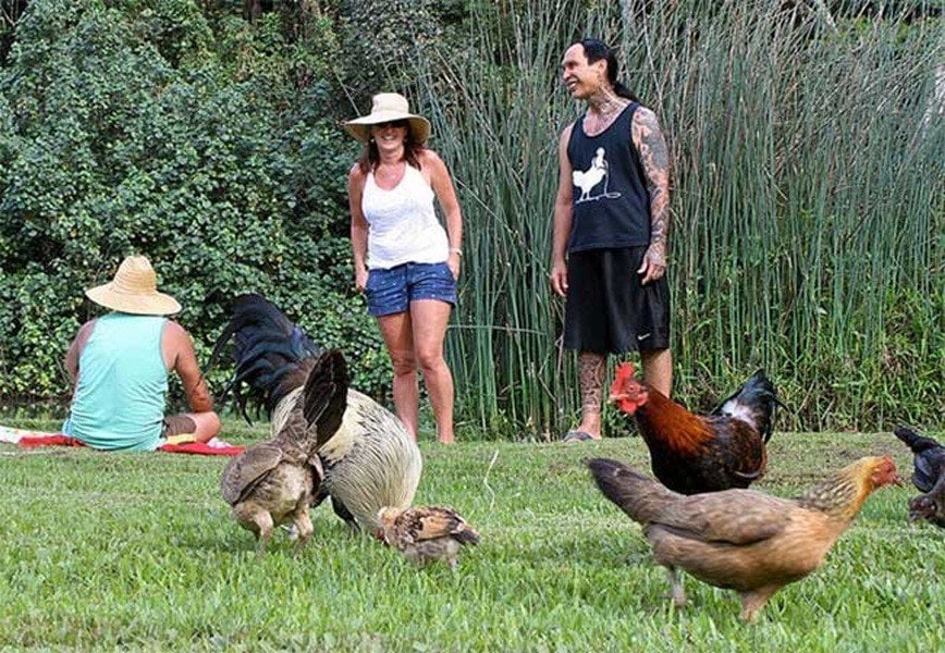 Gà moa, giống như nhiều loài gia cầm khác ở Hawaii, được coi là một yếu tố quan trọng của hệ sinh thái tự nhiên ở đây