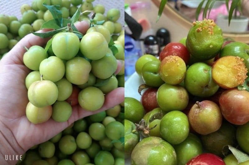 Mận cơm được trồng nhiều tại Lạng Sơn