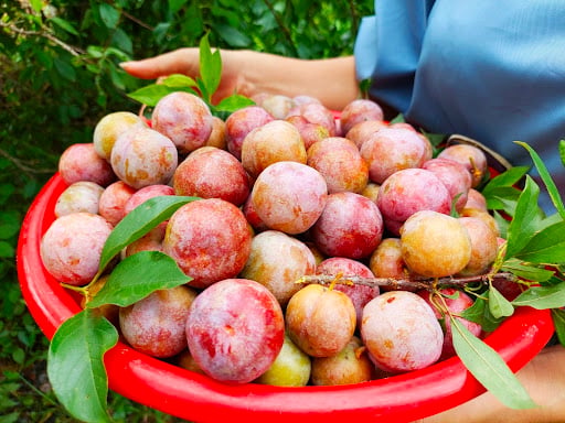  Tên gọi Tam Hoa xuất phát từ việc loại mận này có 3 lớp