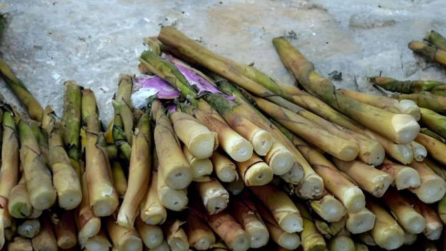 Măng tươi và củ sắn ngon nhưng có chất độc