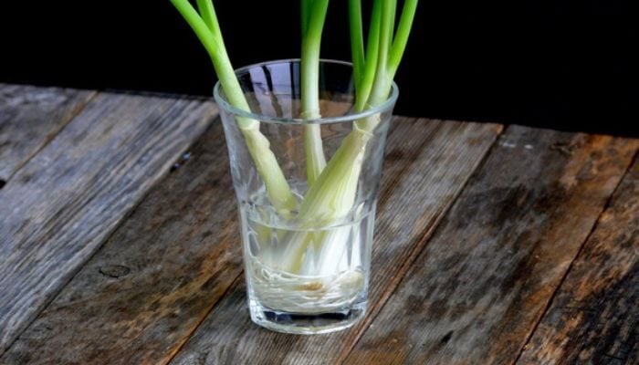Đựng hành trong cốc nước, hành có thể giữ được tươi tốt đến 3 tuần.