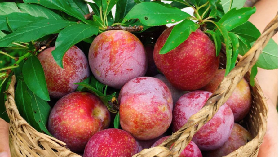 Chọn mận có lá dính chặt vào thân quả