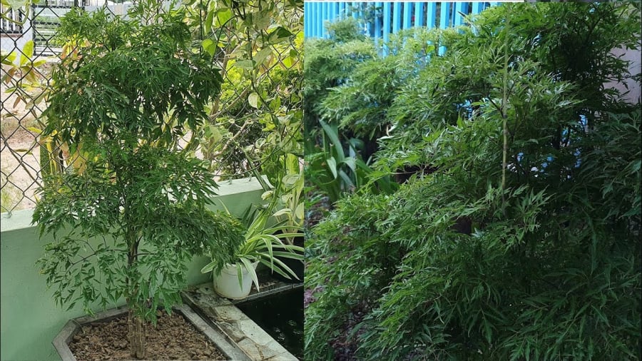 Vị trí tốt nhất nên trồng cây phong thủy trước nhà tuyệt đối không chắn ngang lối đi.  chính. 