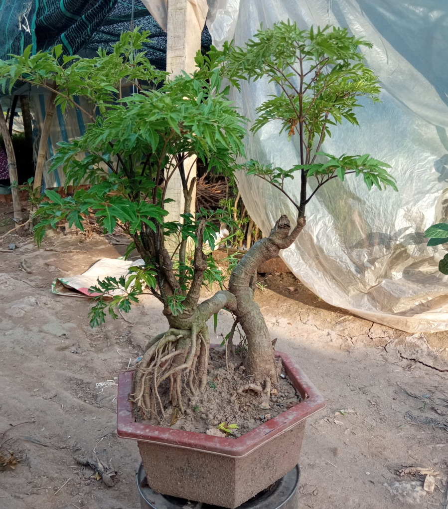 Cây đinh lăng có nhiều tác dụng với sức khoẻ