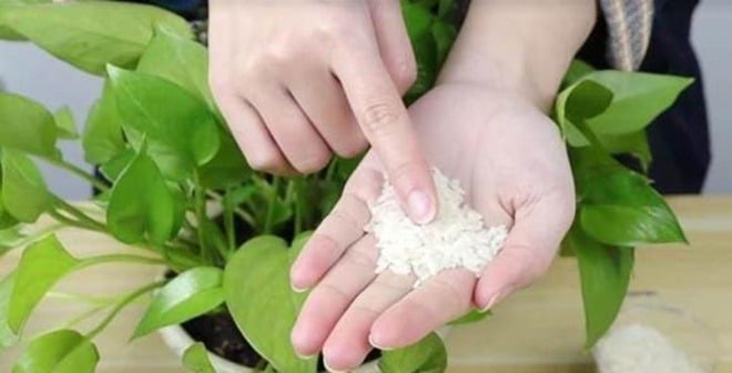 Gạo nổi tiếng giàu chất dinh dưỡng như protein, canxi, sắt và là nguồn lương thực chính của con người.