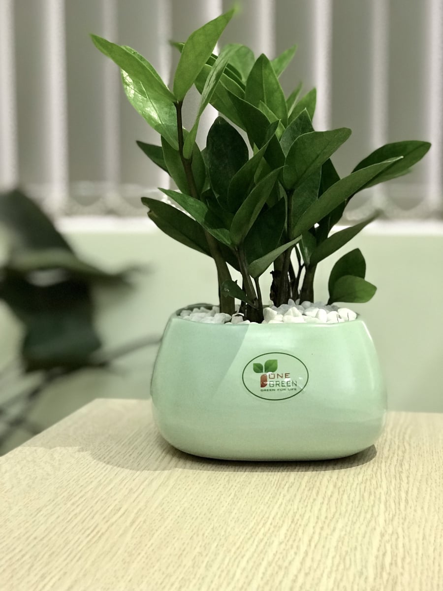 Cây kim tiền sẽ nở hoa, đại diện cho sự may mắn, thành công của gia chủ đã ở ngay trước mắt.