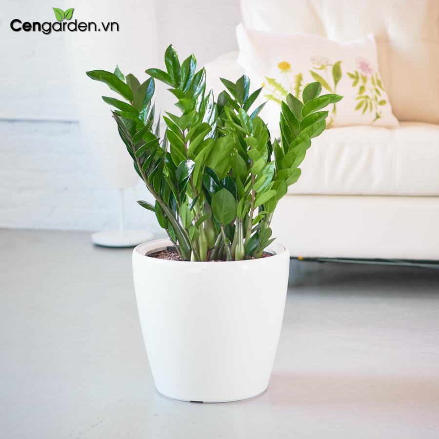 Nên đặt cây ở nơi có nhiều ánh sáng để cây xanh tươi quanh năm.