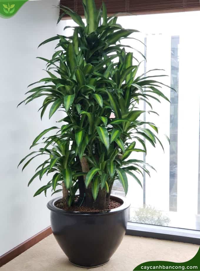 Cây thiết mộc lan hay còn được gọi là cây phát tài, cây phất dụ thơm