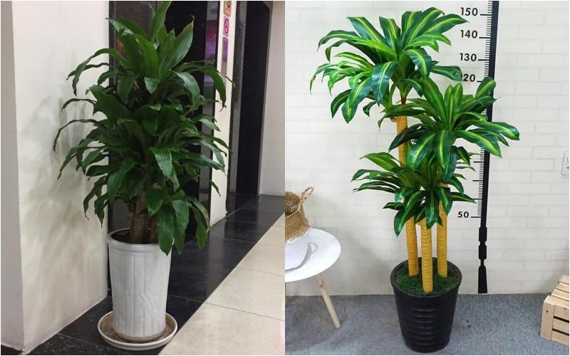 Nếu đặt cây theo hướng Đông hoặc Đông Nam của ngôi nhà, cây sẽ đại diện cho hành Mộc, có ý nghĩa đem đến may mắn cho gia chủ.