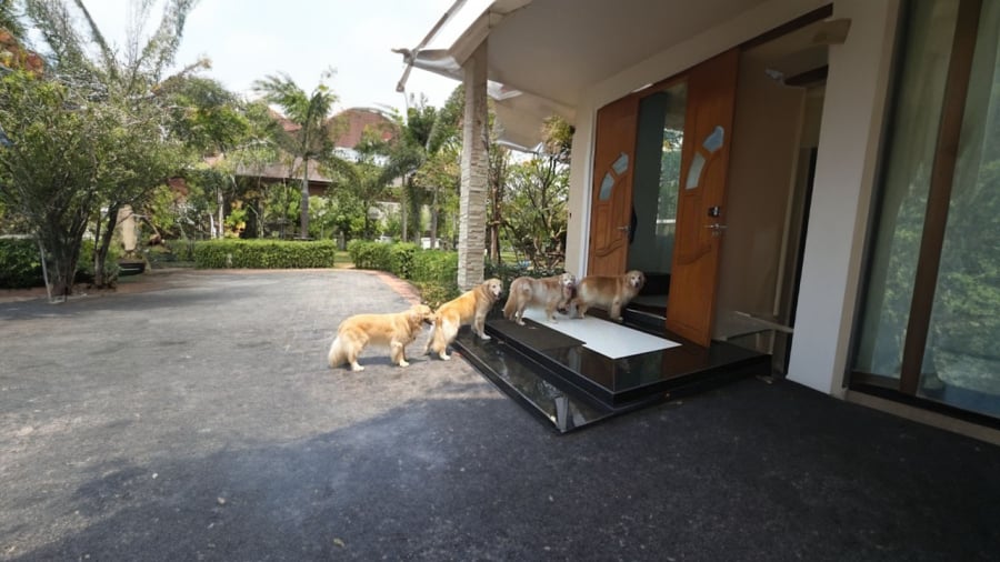 Chó là con vật gắn bó nhất với con người