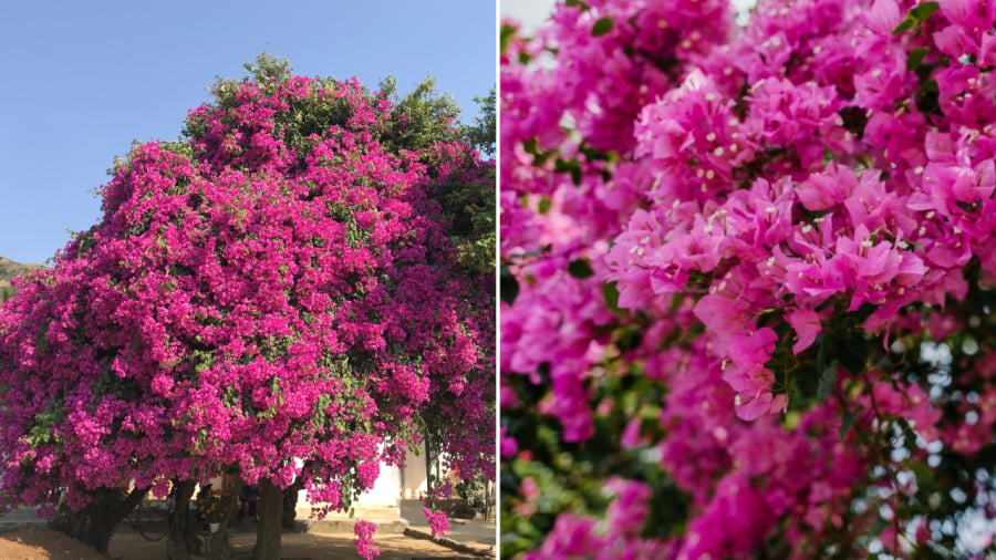 Trồng hoa giấy vừa có thể lấy bóng mát, trang trí nhà cửa, vừa mang ý nghĩa tốt trong phong thủy.