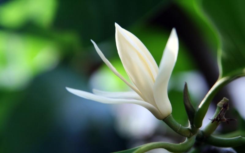 Ngọc lan có vẻ đẹp dịu dàng, tinh khôi với mùi hương thơm nồng nàn quyến rũ. 