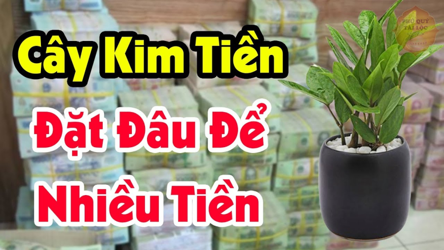 Cây trấn giữ của cải