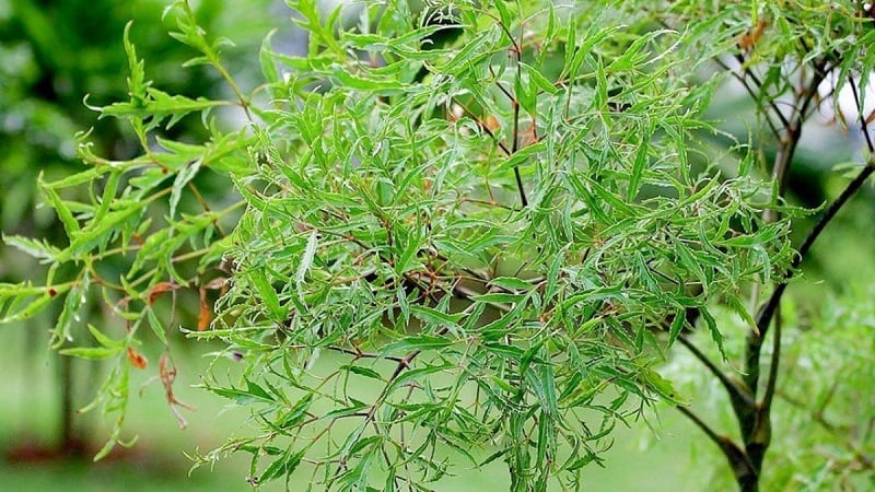 Lá đinh lăng 