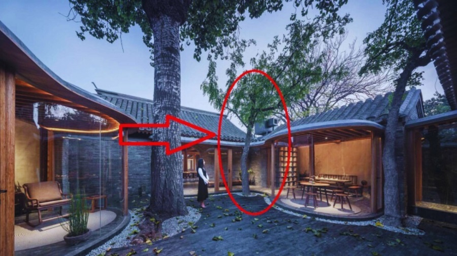 Không trồng cây có ý nghĩa xấu cho phong thuỷ