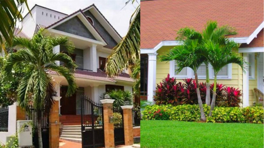 Ngày nay nhiều nhà trồng loại cau cảnh 